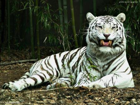 tigre